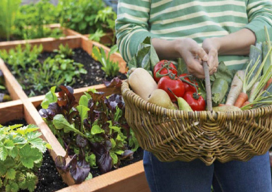Qué conviene plantar en la huerta en primavera