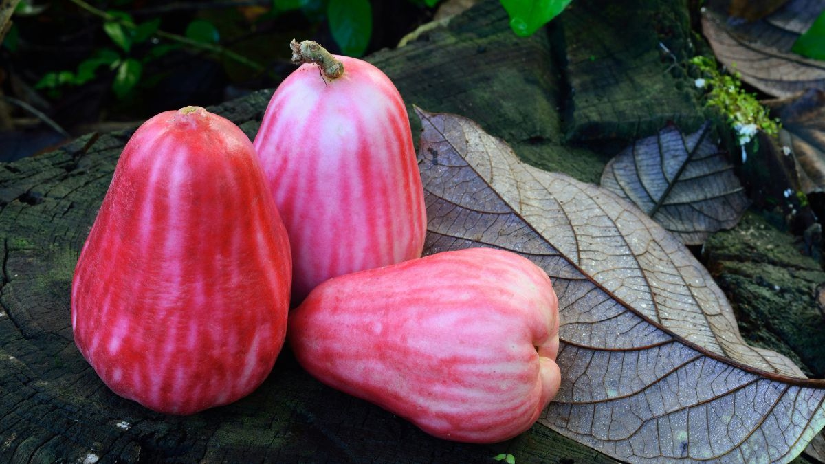 Su aroma floral, resistencia y fácil cuidado la convierten en una de las mejores opciones para quienes buscan una planta decorativa y funcional (Foto: Pexels). Su aroma floral, resistencia y fácil cuidado la convierten en una de las mejores opciones para quienes buscan una planta decorativa y funcional (Foto: Pexels).