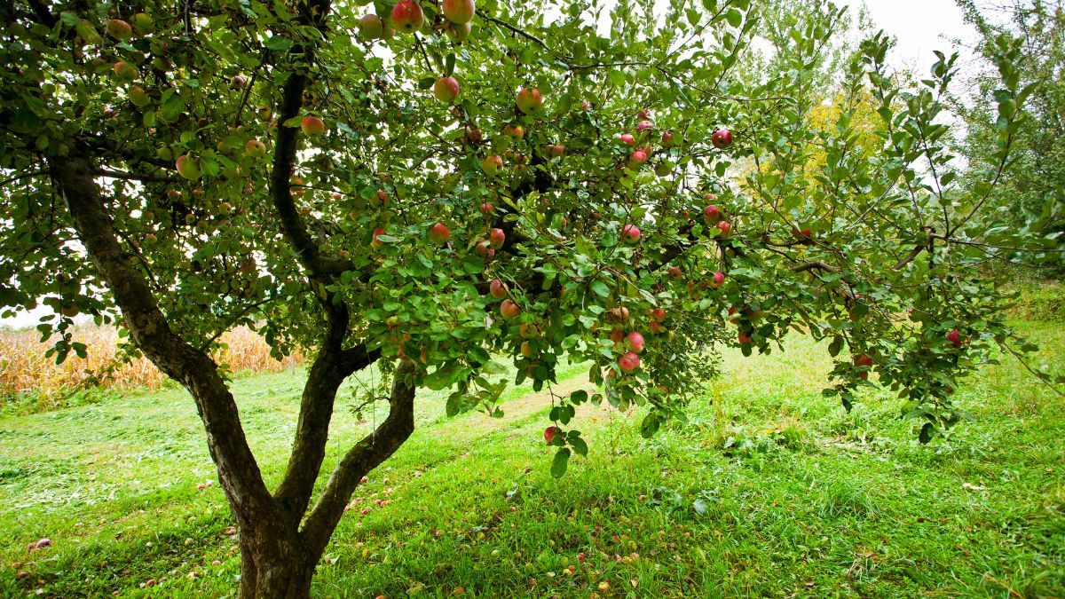 Estos 3 árboles funcionan muy bien en casas y patios pequeños.