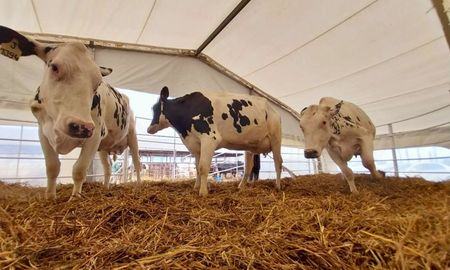 gran remate holando en carlos pellegrini: pagaron mas 11.500 litros de leche gran remate holando en carlos pellegrini: pagaron mas 11.500 litros de leche