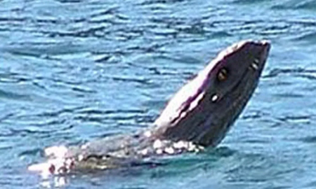 Video: vecinos afirman que reapareció Nahuelito, el monstruo marino de Bariloche Video: vecinos afirman que reapareció Nahuelito, el monstruo marino de Bariloche