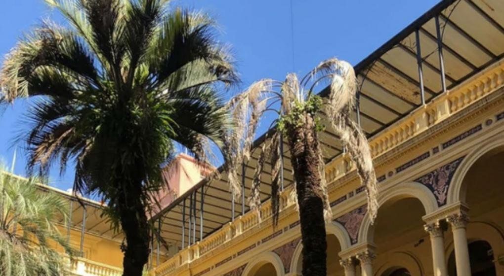 El Gobierno compró una palmera a $235.000