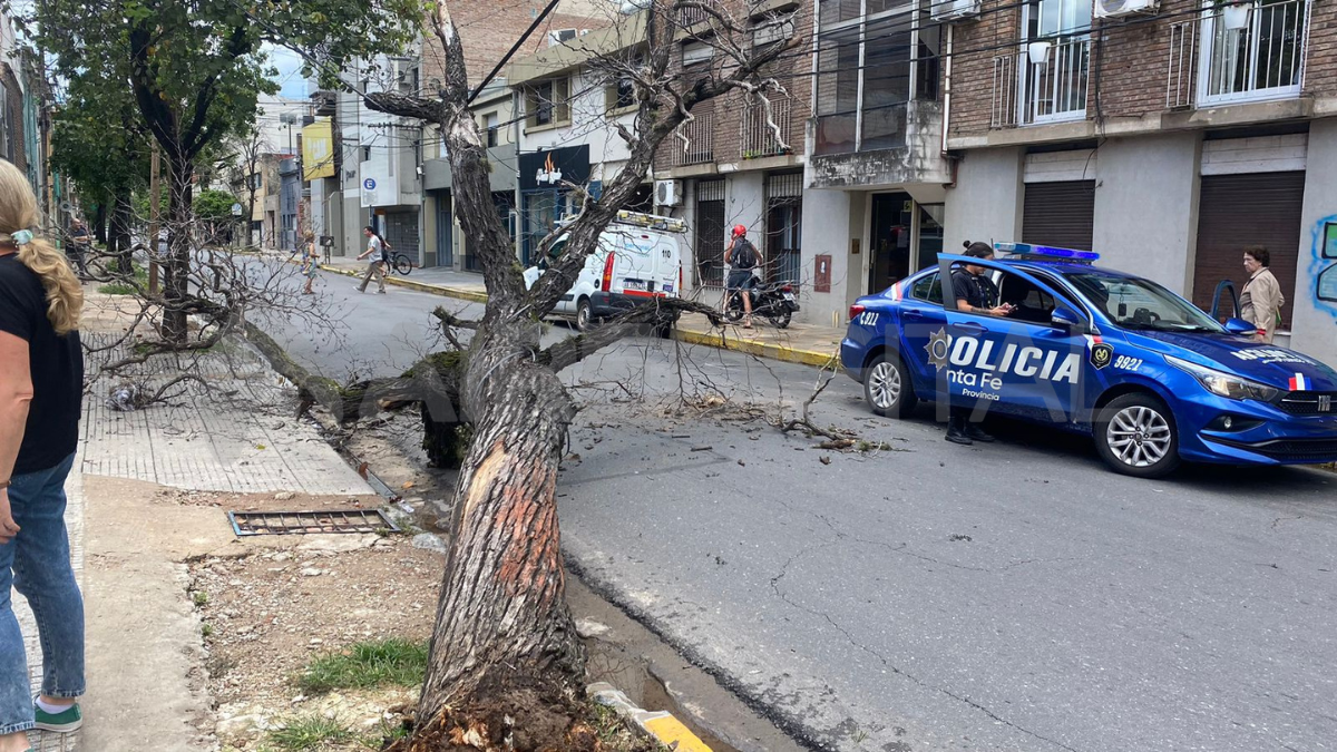 Este martes al mediodía un árbol de gran tamaño cayó sobre calle 9 de Julio e Hipolito Yrigoyen.
