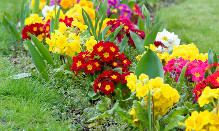 llego la primavera: el significado detras de las flores mas populares llego la primavera: el significado detras de las flores mas populares