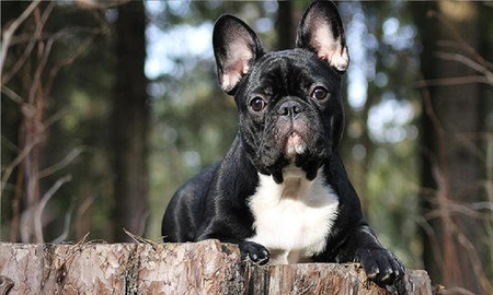 En su momento, la chica había concretado la compra de un bulldog francés de pura raza, de cinco semanas de vida y a un precio de unas 600 libras. El precio no le pareció tan loco, ya que esos perros suelen venderse a valores aún más altos. En su momento, la chica había concretado la compra de un bulldog francés de pura raza, de cinco semanas de vida y a un precio de unas 600 libras. El precio no le pareció tan loco, ya que esos perros suelen venderse a valores aún más altos.