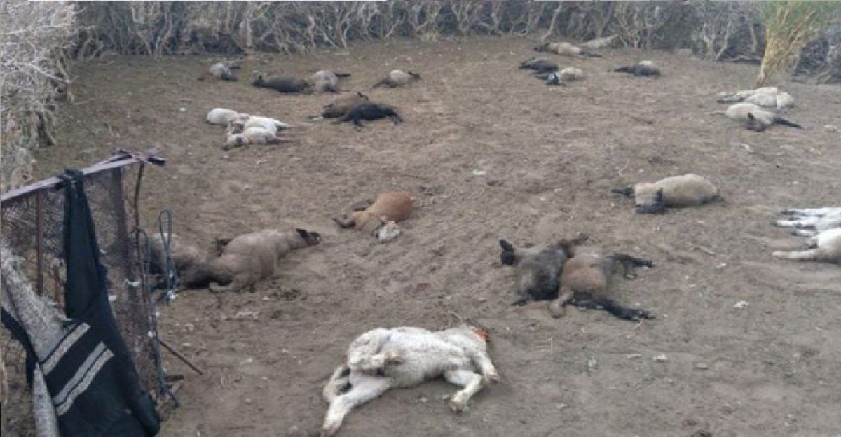 Misterio en Mendoza: aparecen animales muertos dentro de un corral 