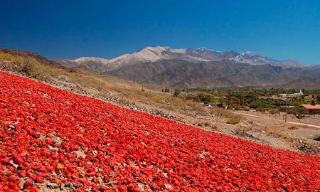 El proceso de secado de los pimientos al sol no solo decora el paisaje, sino que garantiza la intensidad y el aroma que posicionan al pimentón de Payogasta como un producto premium de exportación. El proceso de secado de los pimientos al sol no solo decora el paisaje, sino que garantiza la intensidad y el aroma que posicionan al pimentón de Payogasta como un producto premium de exportación.