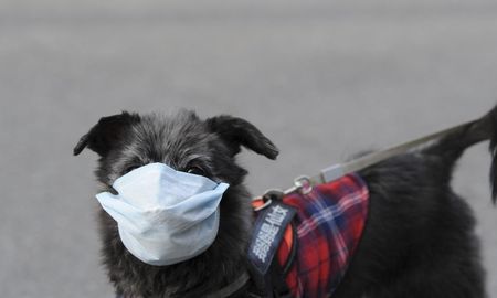 La mayoría de los perros y gatos son asintomáticos o presentan signología respiratoria o digestiva moderada de resolución rápida. La mayoría de los perros y gatos son asintomáticos o presentan signología respiratoria o digestiva moderada de resolución rápida.