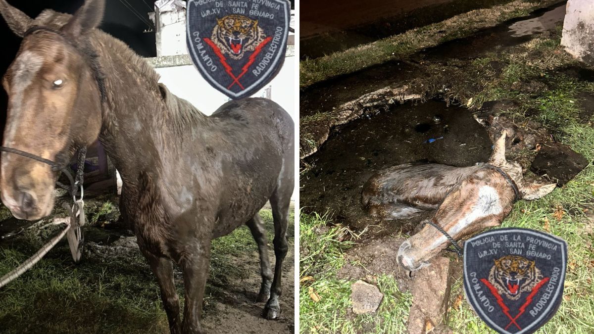 El operativo ocurrió en San Genaro, sur de la provincia de Santa Fe. Bomberos y policías trabajaron varias horas para salvar al caballo atrapado en un pozo.