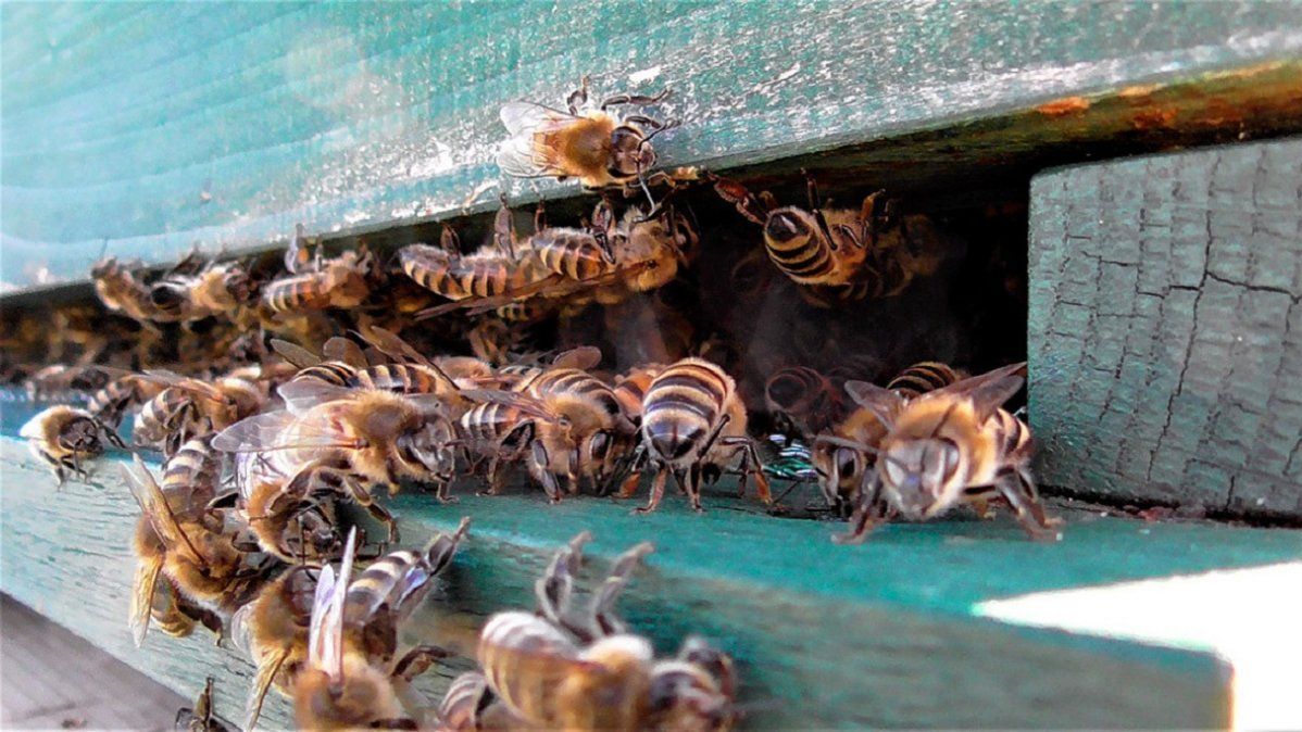 Viral: la tremenda invasión de abejas en el techo de una casa
