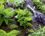 Plantas aromáticas para cocinar y cultivar en la huerta de casa. Plantas aromáticas para cocinar y cultivar en la huerta de casa.