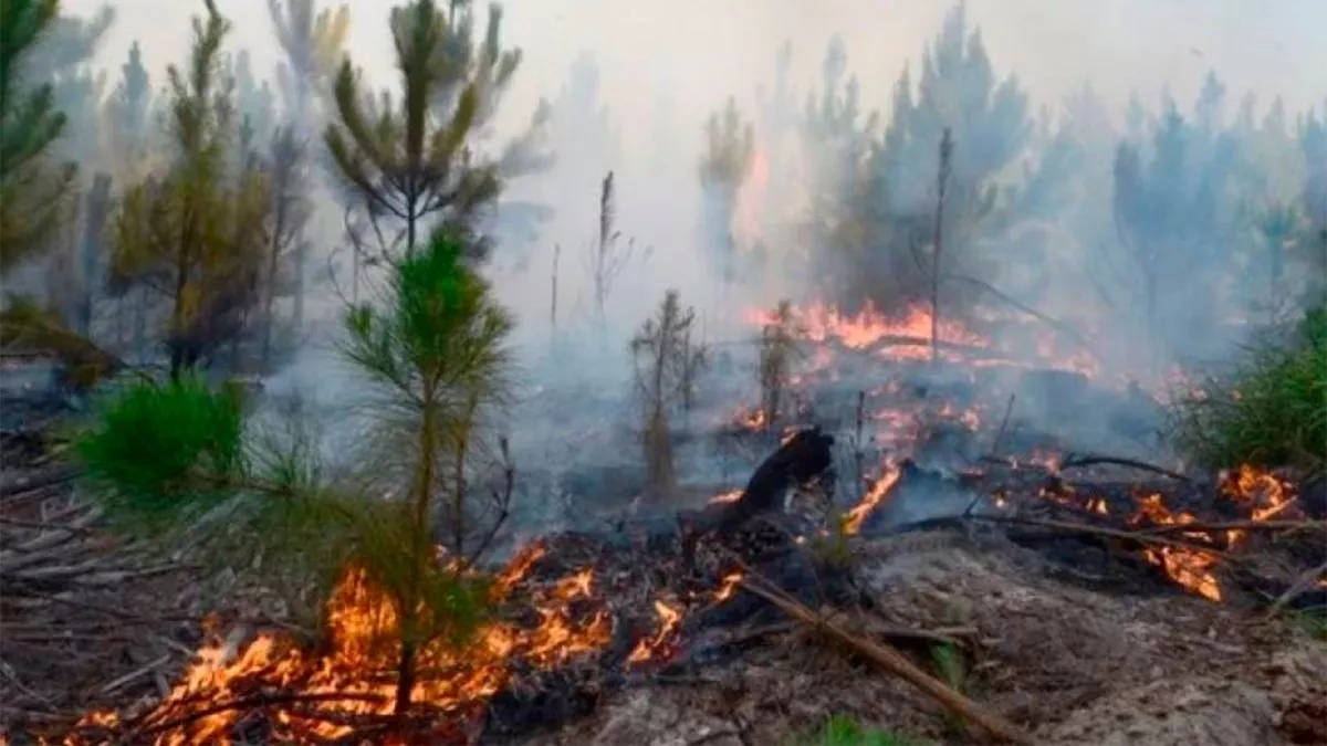 Debido al fuego, permanecen cerrados los portales de ingreso a lo esteros del Iberá: Cambiretá, Loreto, San Miguel y Concepción.