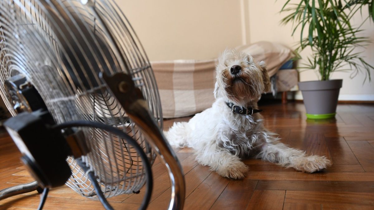 Los paseos y el ejercicio deben realizarse en horarios frescos, como temprano en la mañana o al atardecer. Los paseos y el ejercicio deben realizarse en horarios frescos, como temprano en la mañana o al atardecer.