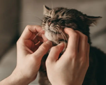 Científicos de la Universidad de Viena demostraron que un oscilador neural en el cerebro del felino activa los músculos de la laringe para emitir este sonido continuo. &nbsp;