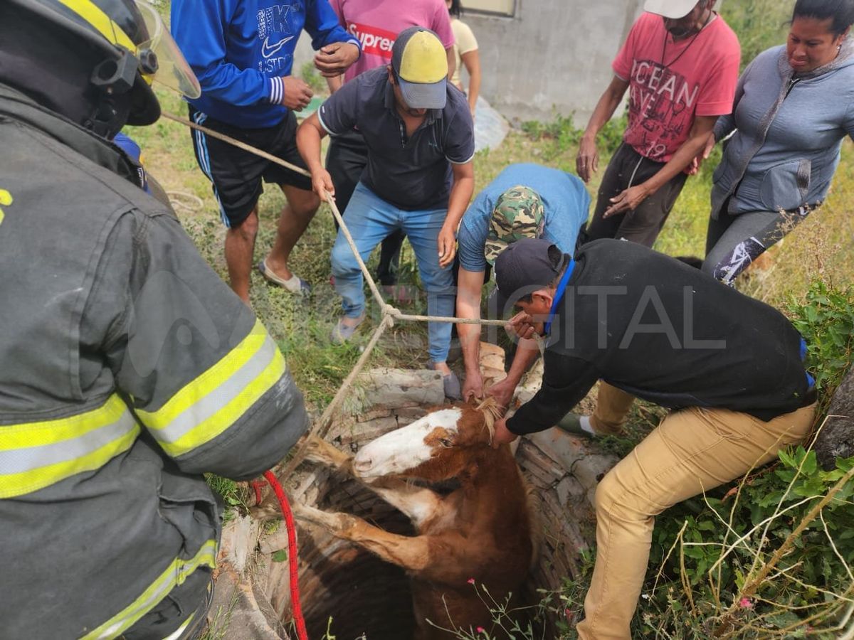 Vera: los bomberos rescataron a un caballo que se cayó a un pozo.