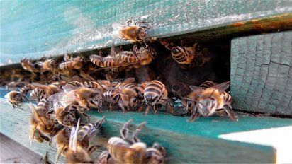 Viral: la tremenda invasión de abejas en el techo de una casa 