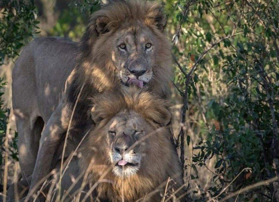 Escándalo en Kenia por dos “leones gays”