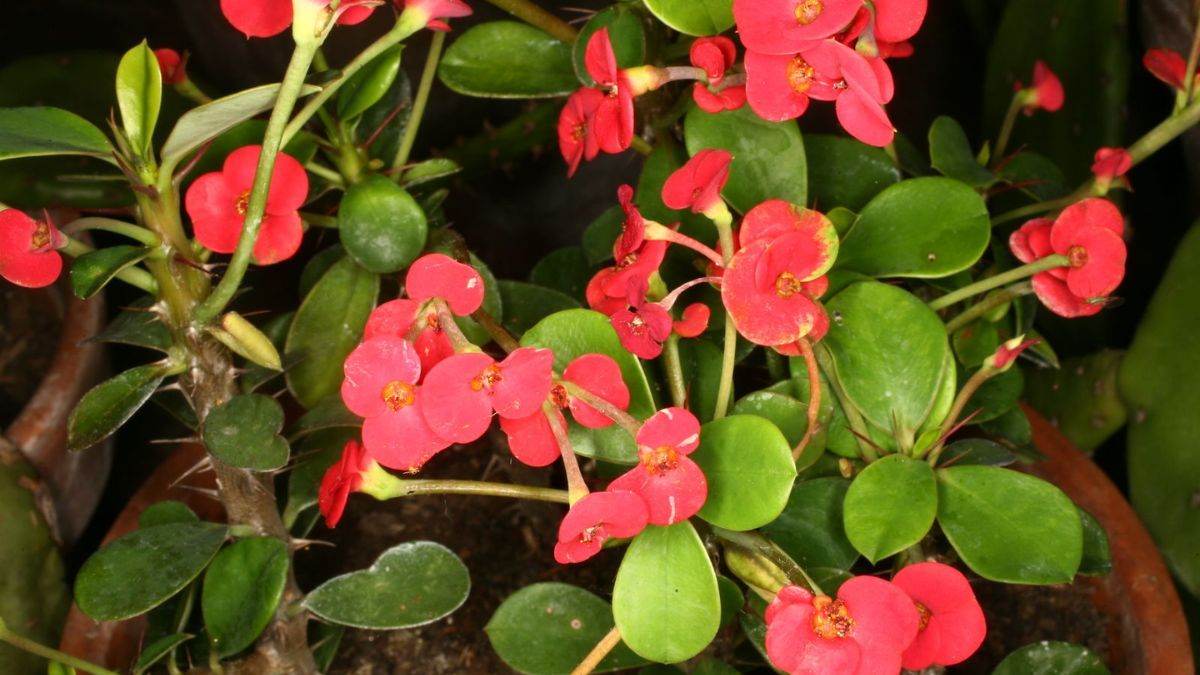 Una aliada infalible para sobrevivir al verano sin preocupaciones.