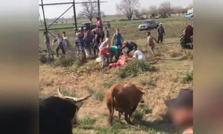 Chacabuco: volcó un camión en la ruta y los vecinos faenaron las vacas que transportaba Chacabuco: volcó un camión en la ruta y los vecinos faenaron las vacas que transportaba
