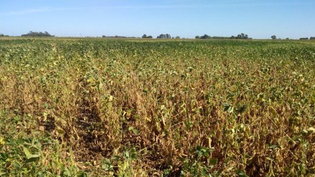 Federación Agraria reclama fondos a la Nación por “el impacto de la sequía que no tiene final”