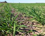 santa fe: el trigo supero la superficie estimada y las lluvias frenaron el maiz tardio santa fe: el trigo supero la superficie estimada y las lluvias frenaron el maiz tardio