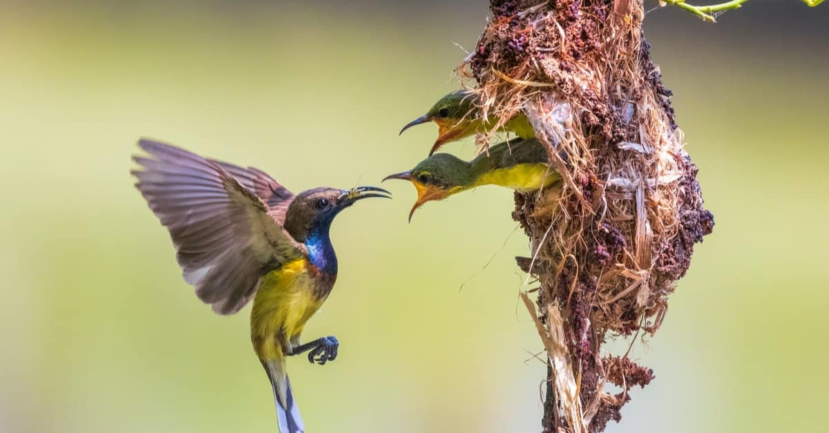El colibrí hembra alimenta a las crías hasta que estas cumplen entre 45 y 60 días.