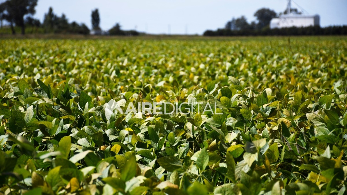 Todesca habló sobre aumentar las retenciones y generó alarma en el campo