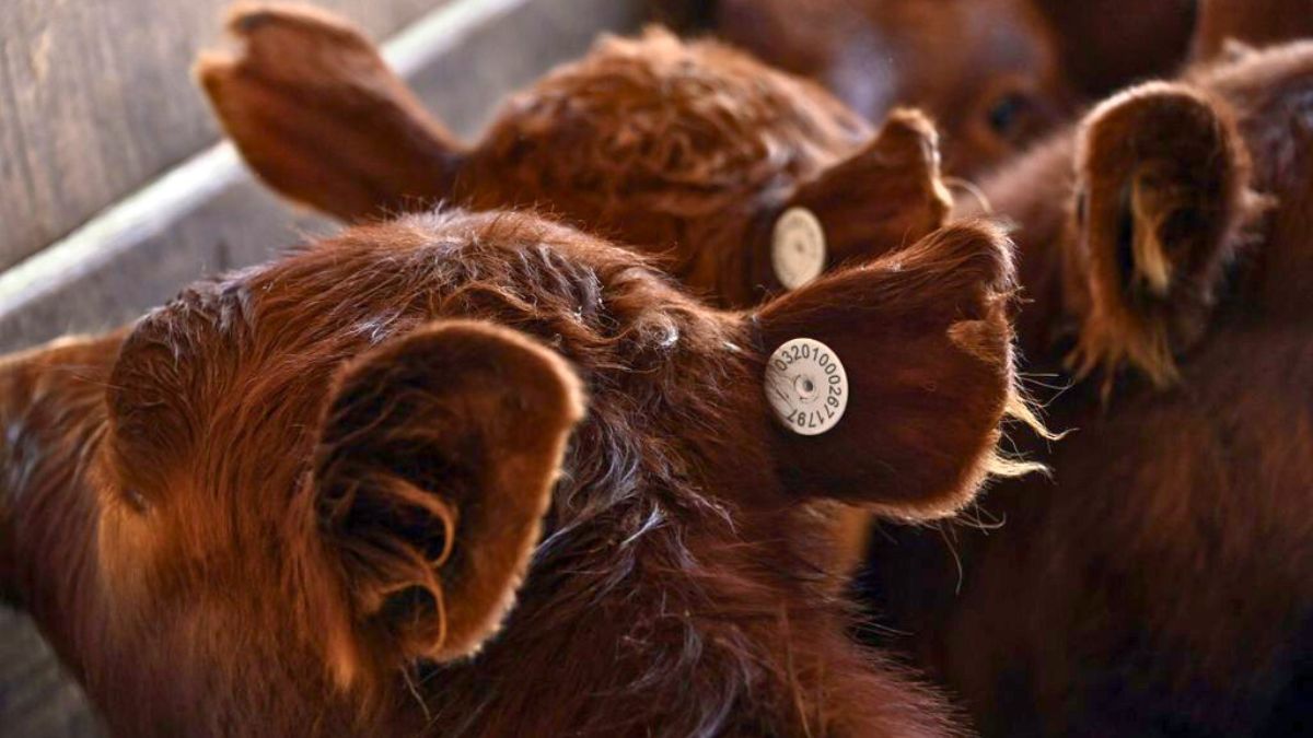 La obligatoriedad iba a comenzar en marzo sobre la categoría terneros.