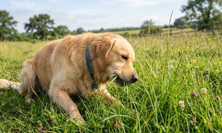 Los veterinarios concuerdan: Si tu perro come pasto, no siempre significa que esté enfermo. Los veterinarios concuerdan: Si tu perro come pasto, no siempre significa que esté enfermo.