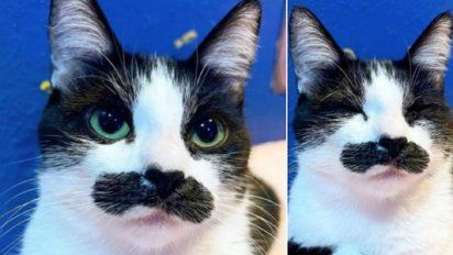 Mostaccioli, la gata que revoluciona las redes sociales por su parecido con Freddie Mercury.