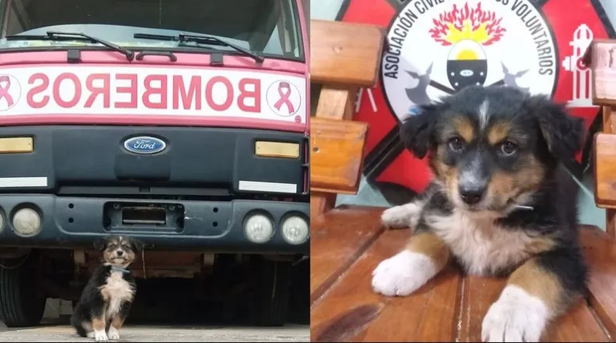 Rocco, el perro rescatado, los familiares de Loan, iniciará prontamente su formación. Rocco, el perro rescatado, los familiares de Loan, iniciará prontamente su formación.