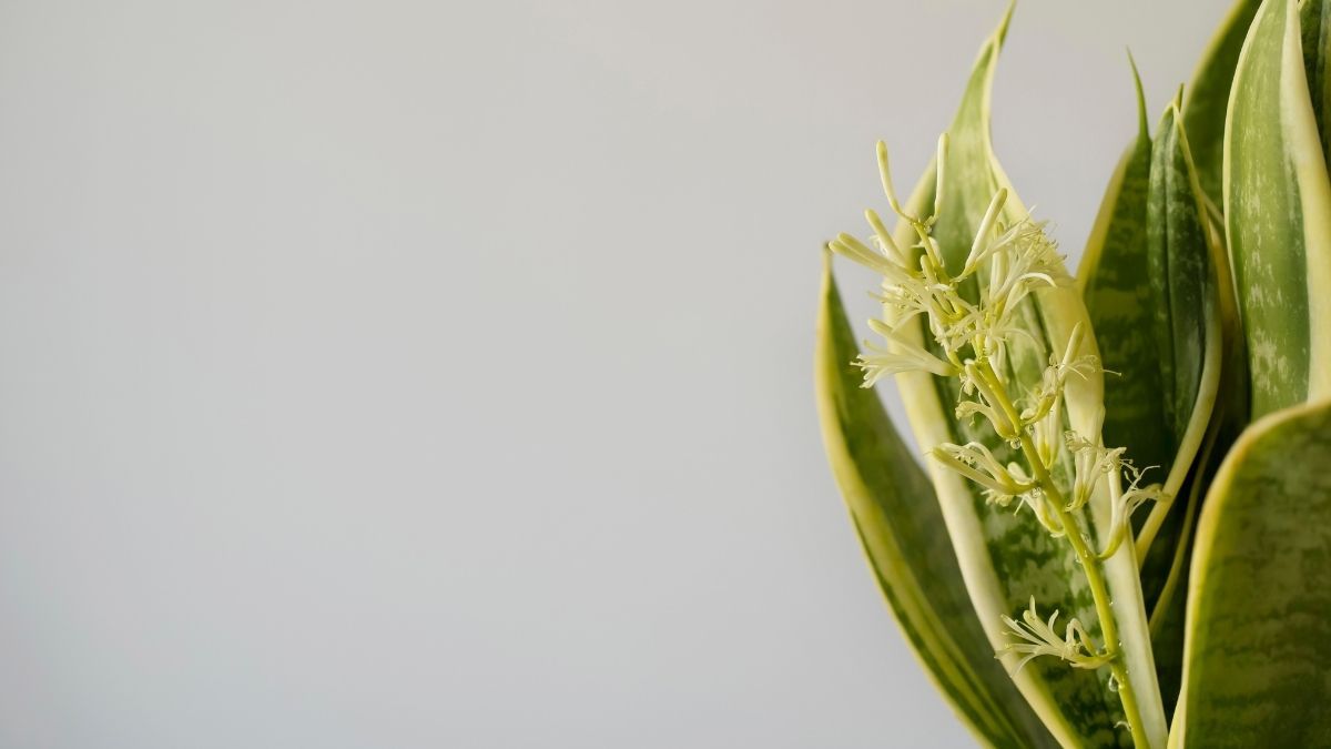 Este abono casero para lengua de suegra hace que la planta dé flores.