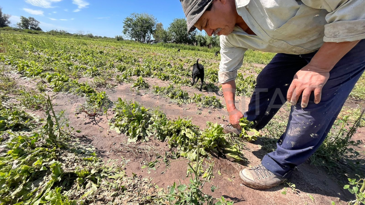 Monte Vera: se perdió toda la producción y anticipan un alza en el precio de las verduras.