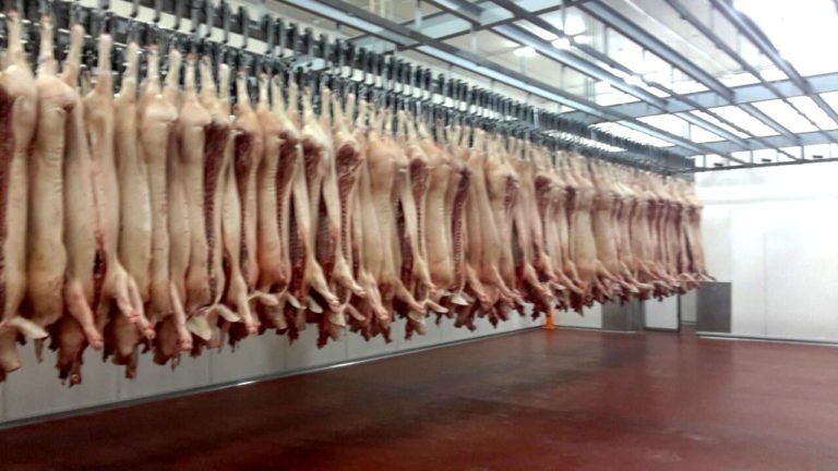 Los productores de cerdos quieren hacerse la América en Rusia y China