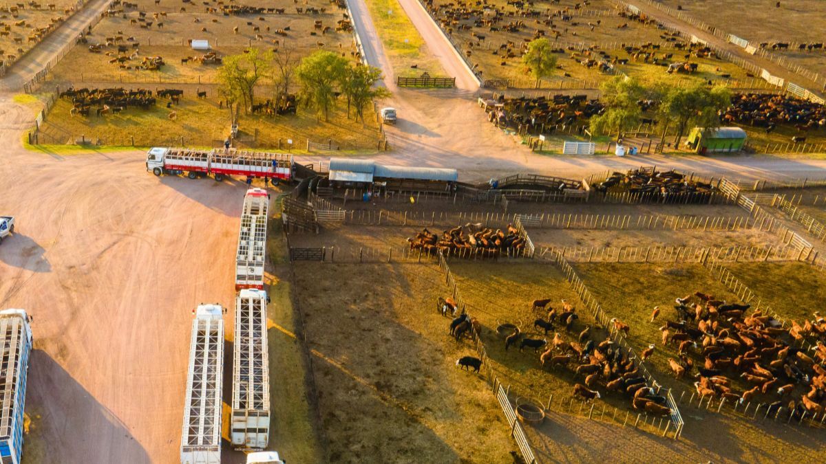 La burlanda y la vinaza, dos subproductos del biodigestor, se utilizan para alimentar a los animales del feedlot. La burlanda y la vinaza, dos subproductos del biodigestor, se utilizan para alimentar a los animales del feedlot.