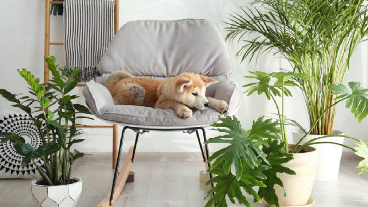 Plantas decorativas muy tóxicas para las mascotas