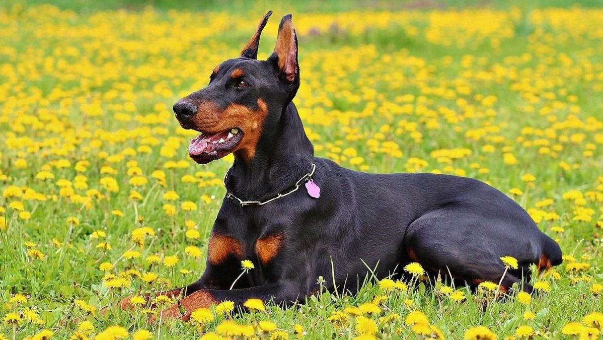 Doberman.