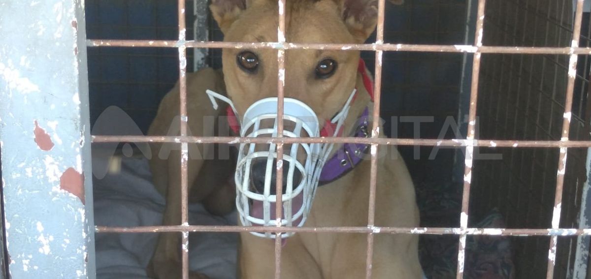 Fueron rescatados 61 perros galgos de una carrera clandestina en Santo Tomé.