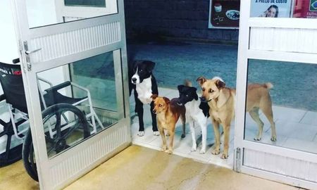 viral: la dulce imagen de cuatro perros esperando a su dueno en la puerta del hospital viral: la dulce imagen de cuatro perros esperando a su dueno en la puerta del hospital