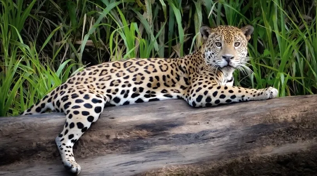 Yaguaret&eacute;, jaguaret&eacute;, on&ccedil;a pintada, tigre americano, balam, jaguar. Se lo llama de diversas maneras seg&uacute;n la regi&oacute;n donde habita.