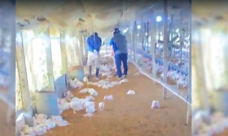 El registro de cómo quedó el criadero en Recreo tras el ingreso de los perros. El registro de cómo quedó el criadero en Recreo tras el ingreso de los perros.