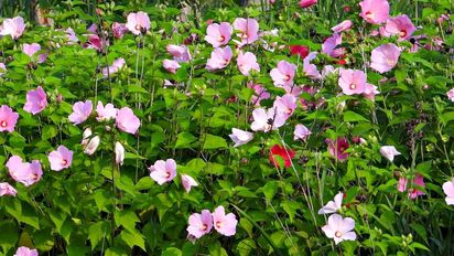 La flor que parece tropical pero resiste el calor santafesino sin marchitarse