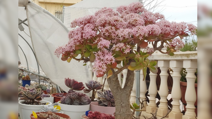 Cómo hacer para que el árbol de jade florezca y qué significa