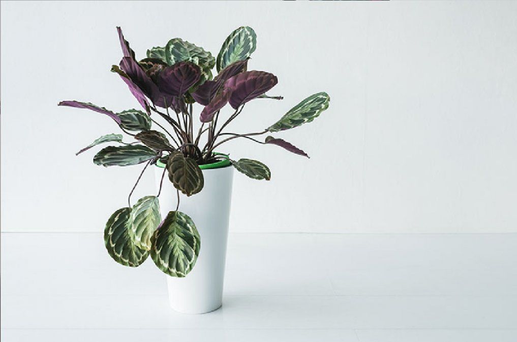 La humedad ambiental