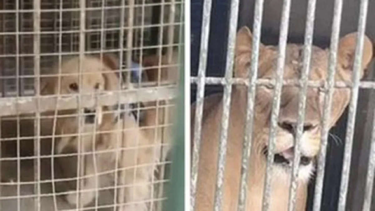 Polémica en un zoo chino: pusieron un Golden retriever en el lugar del león africano