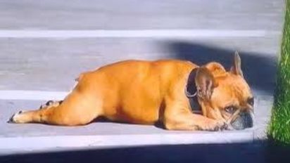 Bartolo tenía razón: el perro de Devi predijo lo que iba a pasar en la gala de Gran Hermano