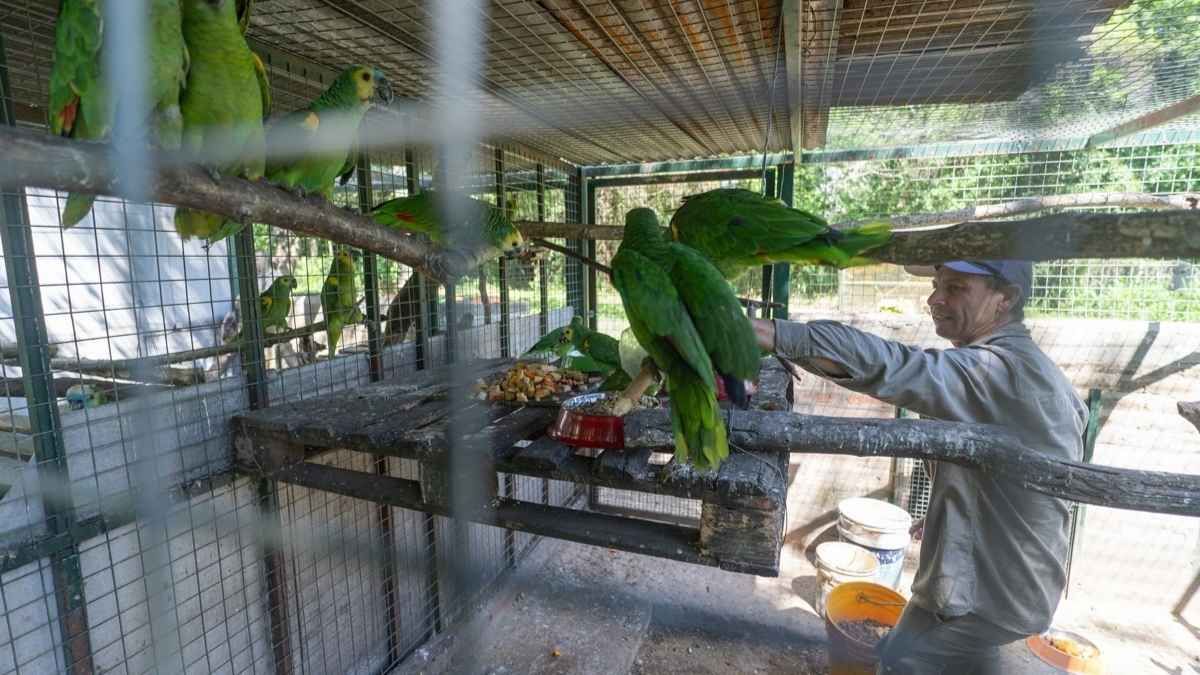 Los ejemplares serán integrados en programas de conservación y reintroducidos a sus hábitats naturales. Los ejemplares serán integrados en programas de conservación y reintroducidos a sus hábitats naturales.