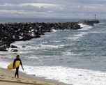 video: por que esta manada de delfines en california se ve de color fluo video: por que esta manada de delfines en california se ve de color fluo