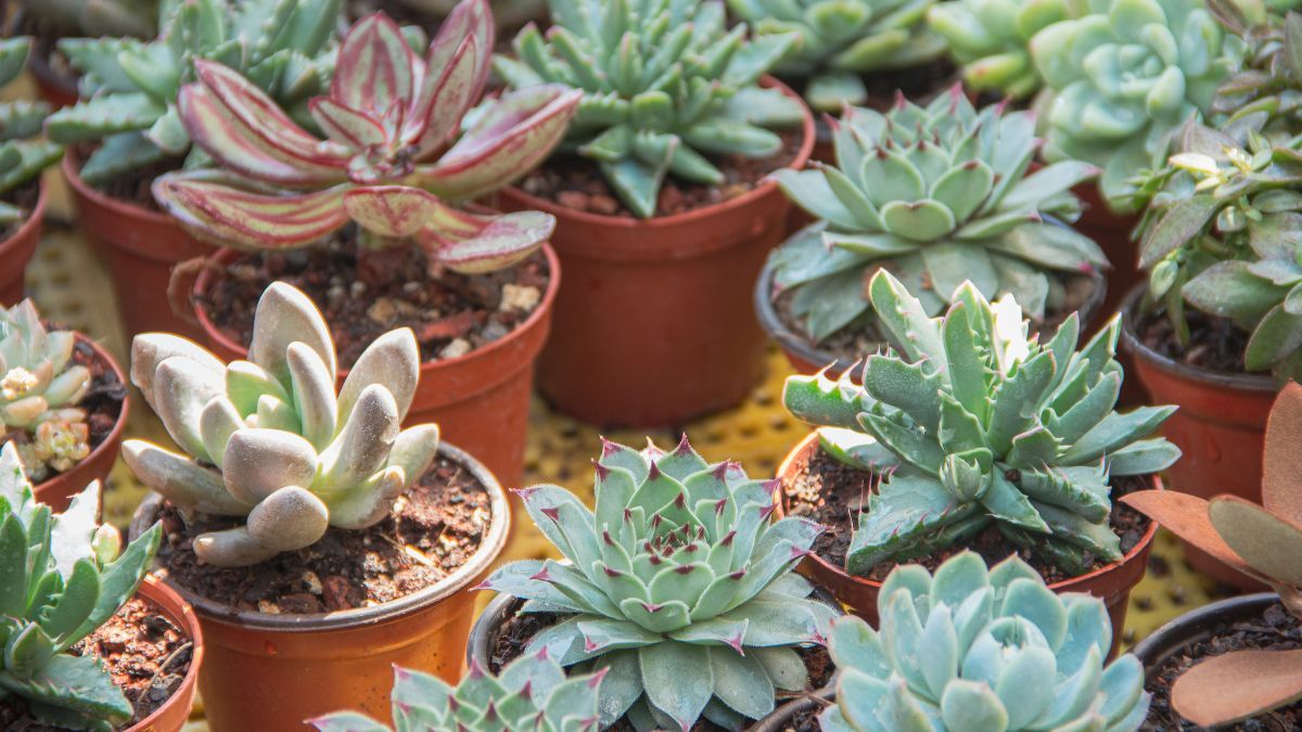 Cómo regar suculentas en otoño: cada cuánto hacerlo para que no se pudran