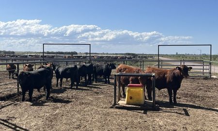 La medición de la eficiencia de conversión de los animales tiene como principal objetivo mejorar la productividad y la sustentabilidad de los sistemas ganaderos, convirtiéndose en un dato de vital importancia para la industria. La medición de la eficiencia de conversión de los animales tiene como principal objetivo mejorar la productividad y la sustentabilidad de los sistemas ganaderos, convirtiéndose en un dato de vital importancia para la industria.
